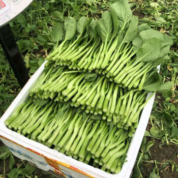 露天菜心 田园美味，新鲜到家