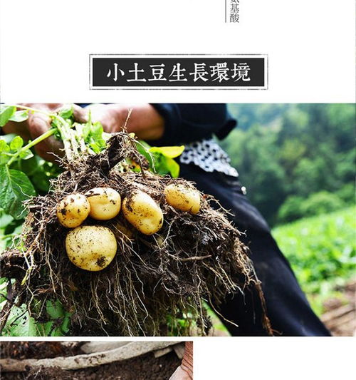 黄土高原上的金色珍宝 甘肃定西富硒小土豆，从田间到餐桌的新鲜馈赠