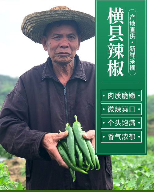 广西横县农家特产 青辣椒、二荆条尖椒的鲜辣风情